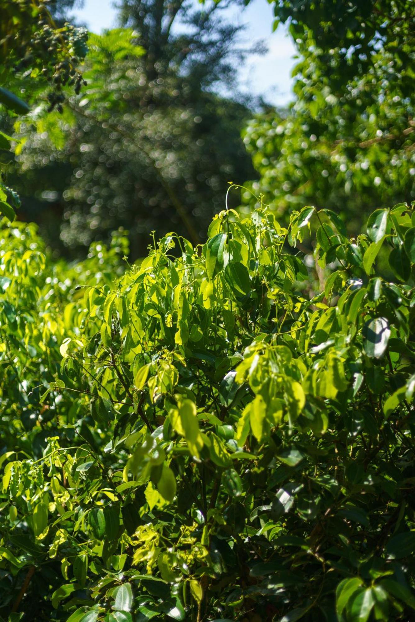 Majentra Ella Exterior foto