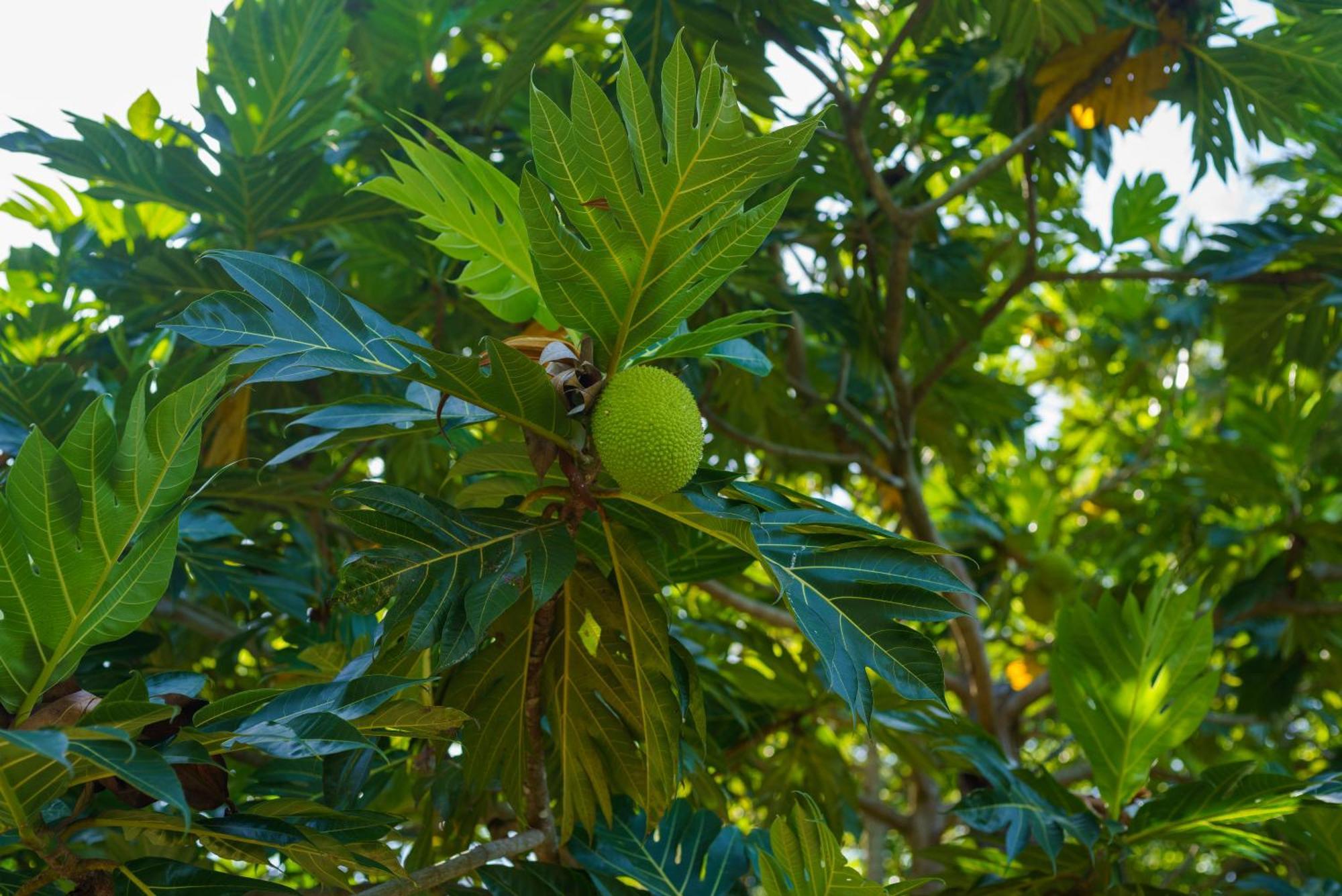 Majentra Ella Exterior foto