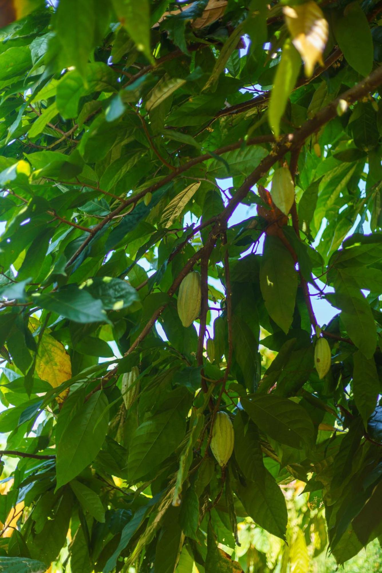 Majentra Ella Exterior foto